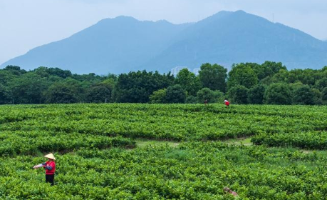 把夏天“泡”進(jìn)茉莉花香氣里