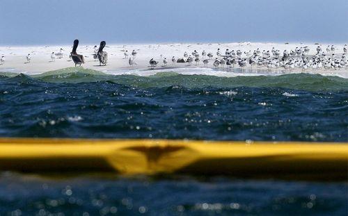 墨西哥灣水下油田泄漏或?qū)﹃懙卦斐捎谰脫p害