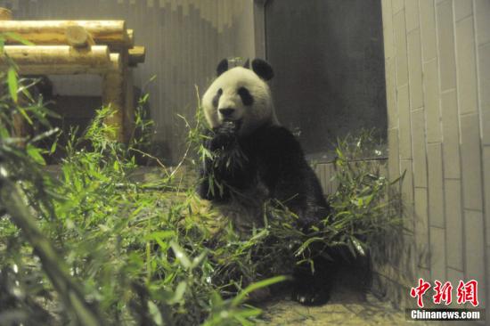 2011年2月22日,，日本東京，雌性大熊貓“仙女”（“真真”）在上野動物園內(nèi),。