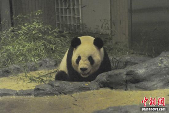 2011年2月22日,，日本東京，雄性大熊貓“比力”（“力力”）在上野動(dòng)物園內(nèi),。