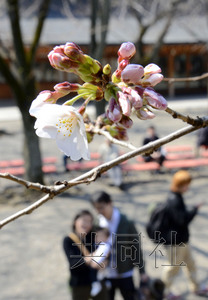 日本東京櫻花綻放與2002年同創(chuàng)最早開花紀(jì)錄