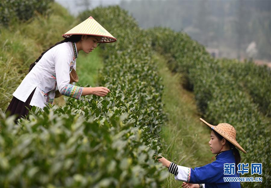 （經(jīng)濟）（2）貴州春茶陸續(xù)開采