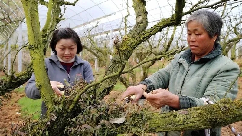 在建寧縣溪口鎮(zhèn)高圳村圍下嘴黃花梨種植基地,，陳春花正在采收鐵皮石斛.webp.jpg