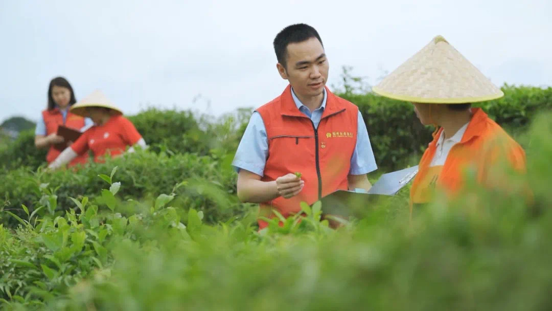 福州農(nóng)商銀行金融助理在茉莉花茶園向茶農(nóng)了解茉莉花種植情況,。.jpg