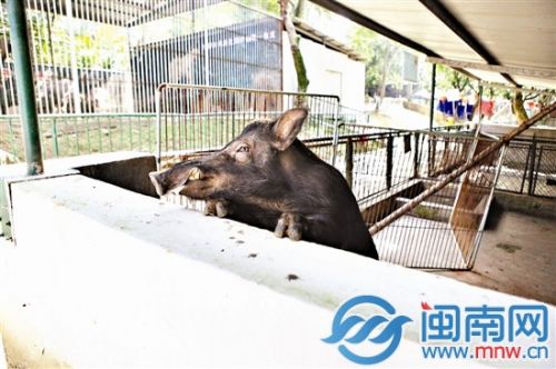 漳州3歲童動(dòng)物園看野豬小指被吞食 園方：愿賠償