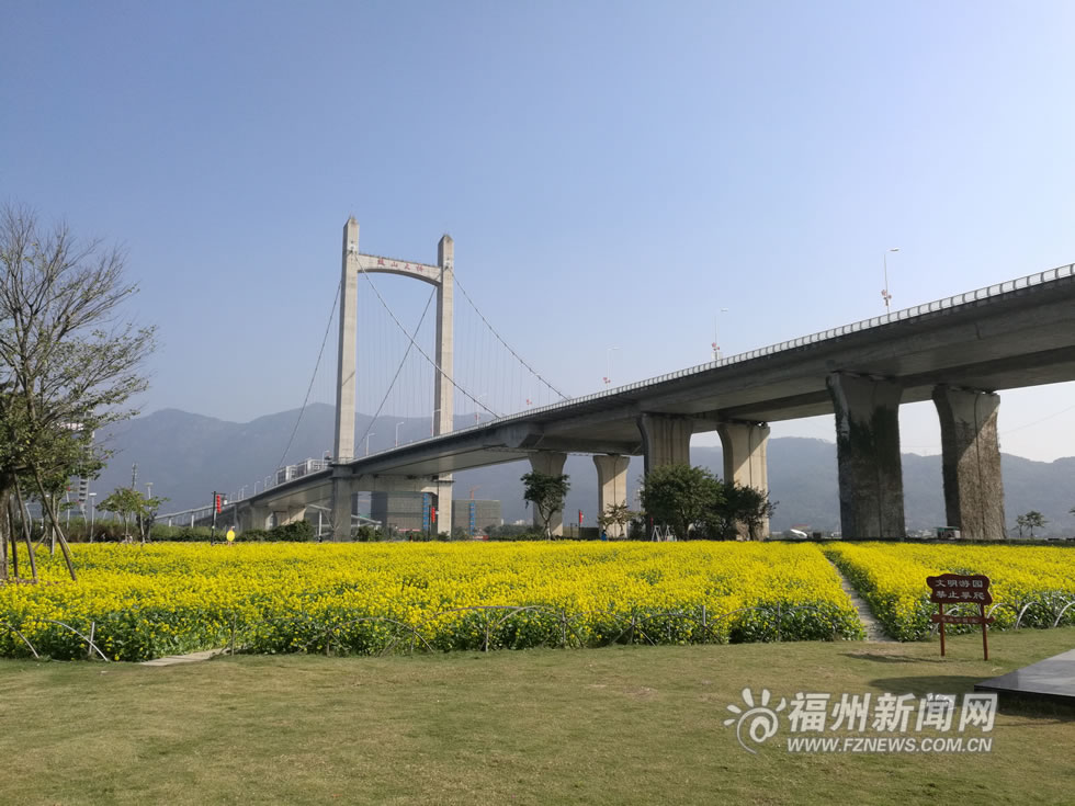 “福州藍”下,，福州公園成金色花海