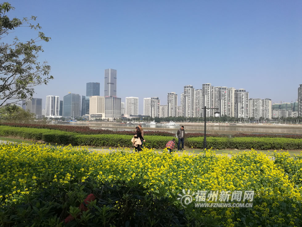 “福州藍(lán)”下,，福州公園成金色花海