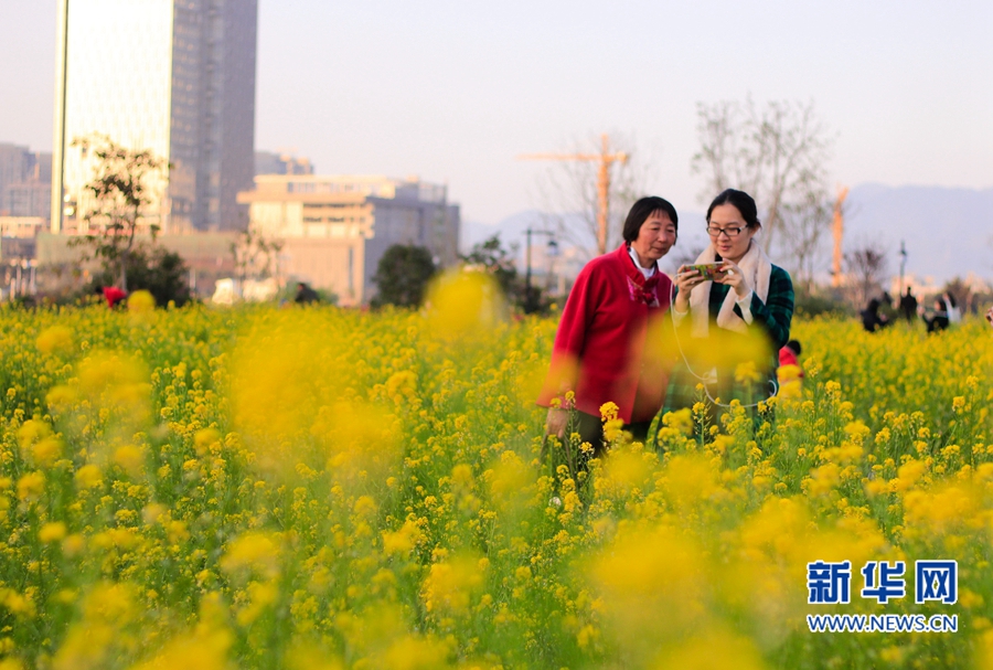 福州花海公園油菜花盛放　春節(jié)接待游客約20萬人